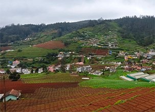 Ooty hill station with vibrant green tea gardens and homes in the hills