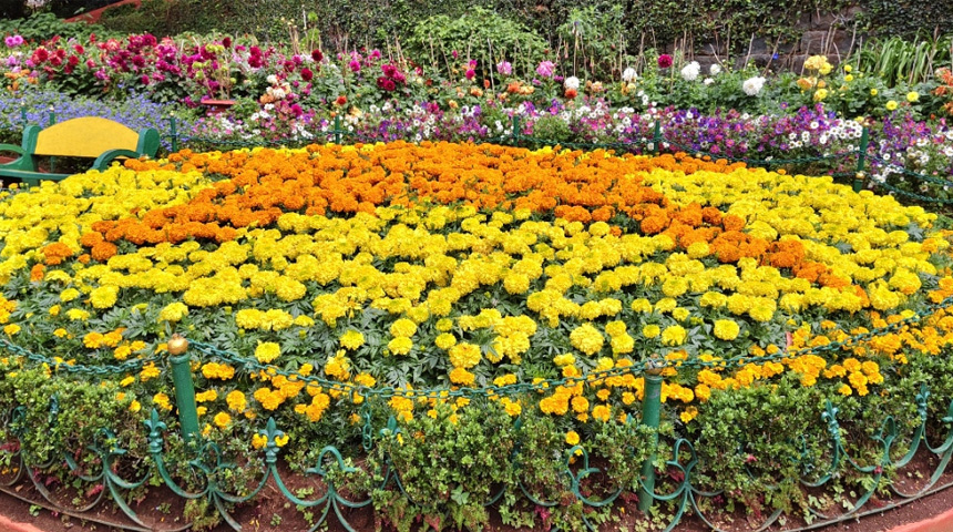 Botanical garden flowr show 14