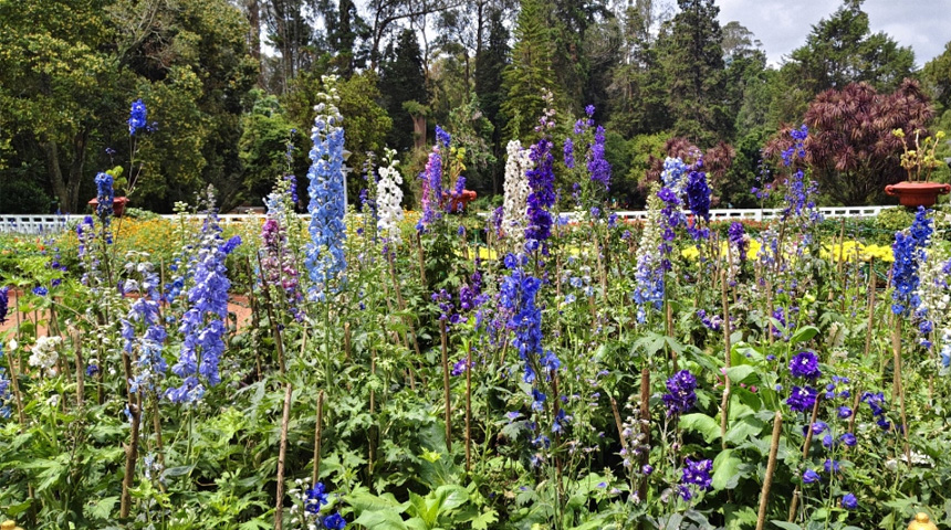 Botanical garden flowr show 15