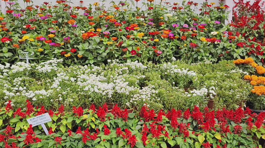 Botanical garden flowr show 3