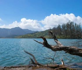Avalanche Lake Ooty with blue waters, mountains, clouds, and a fallen tree