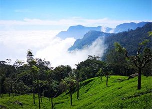 Scenic view of Ooty with lush greenery, mist, and rolling hills