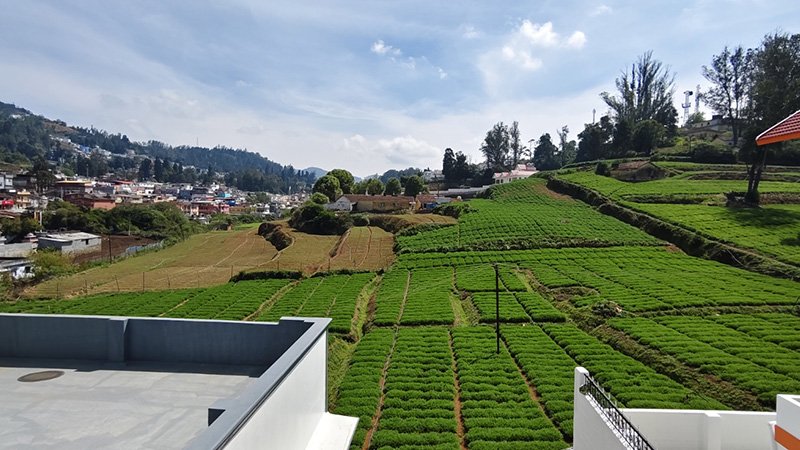 Green tea plantation hillside view with houses and blue sky